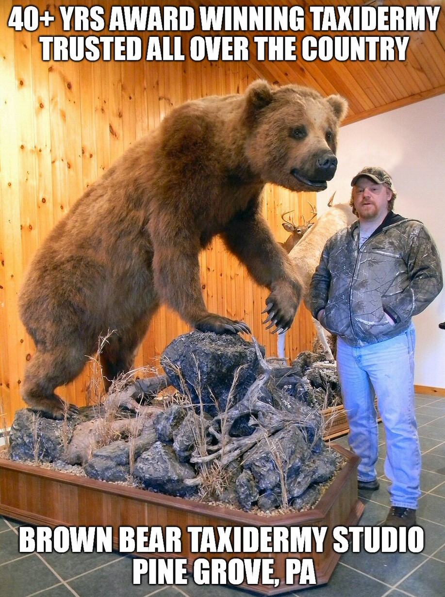 Bear taxidermy at Brown Bear Taxidermy Studio Pine Grove PA