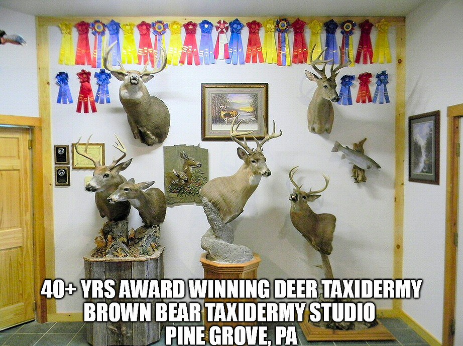 Deer Taxidermy Pennsylvania at Brown Bear Taxidermy Studio Pine Grove PA